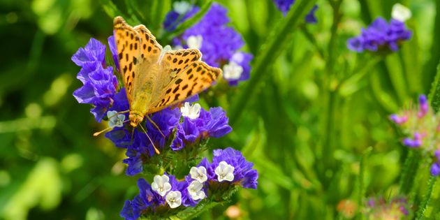Webinar: Einführung Biodiversität und Unternehmen